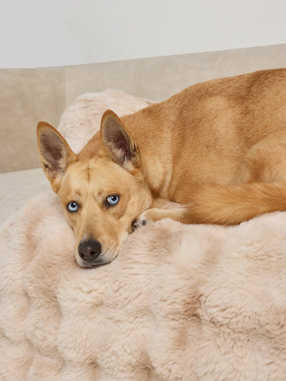 NuvoraPets® Dream Cloud Pet Blanket